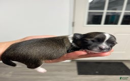 Chihuahua dogs for sale: Liam - Image 1