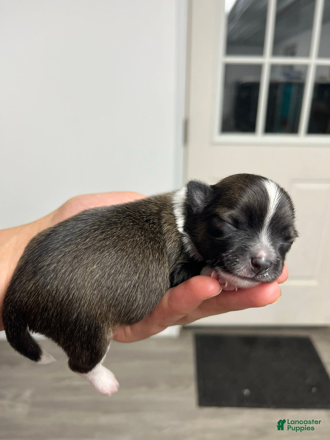 Chihuahua dogs for sale: Liam - Image 1