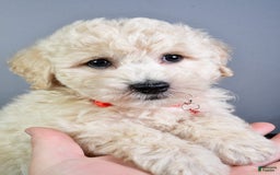 Bichpoo dogs for sale: Splash - Image 6