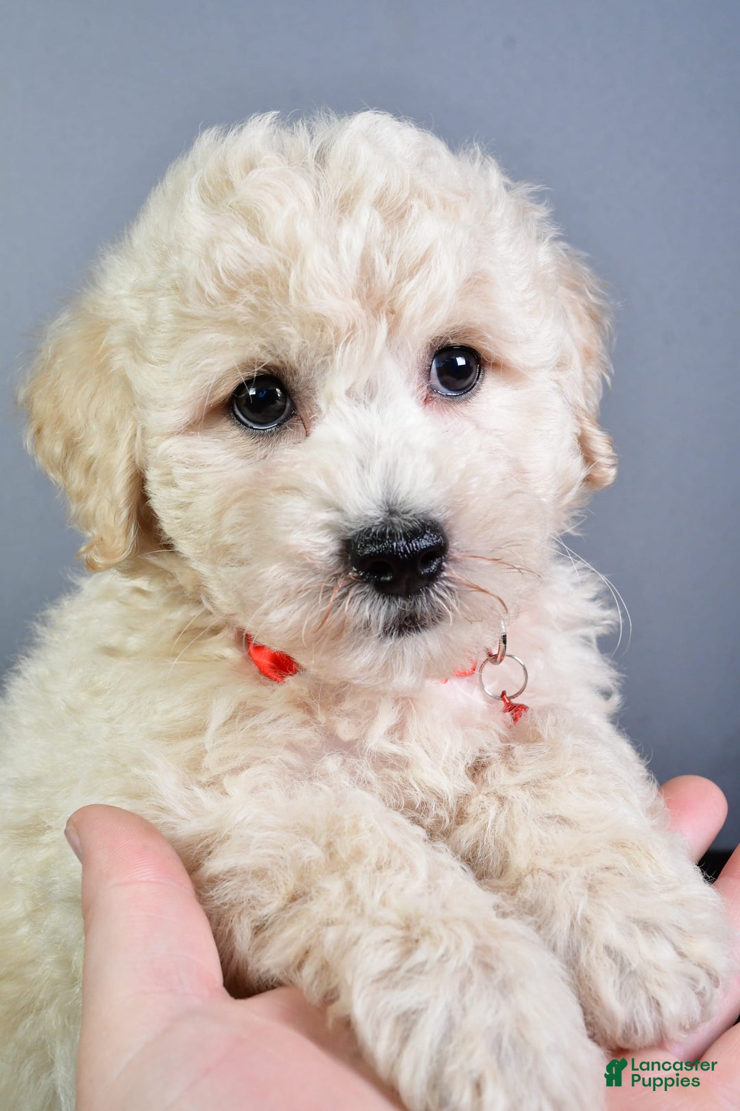 Bichpoo dogs for sale: Splash - Image 6