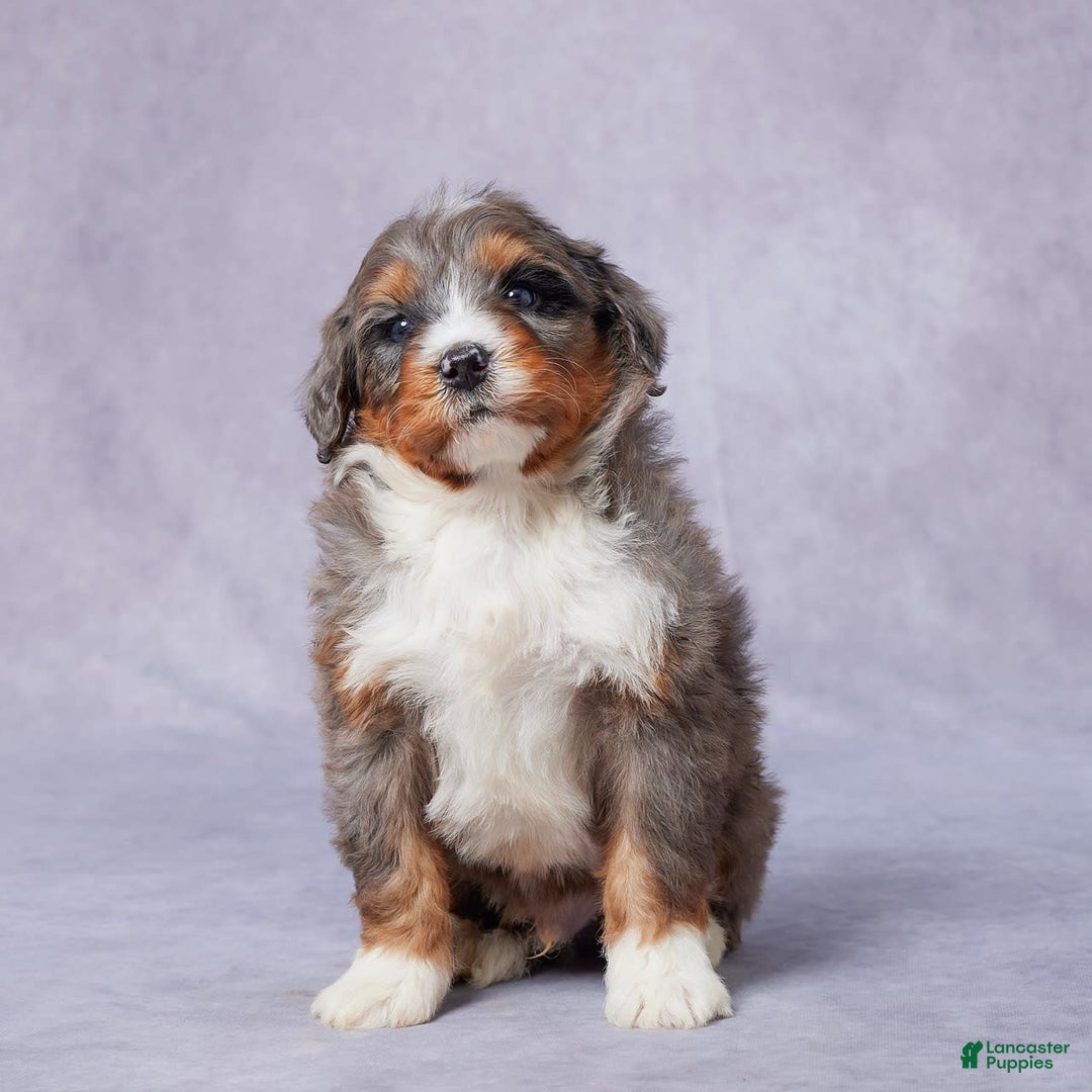 Mini Bernedoodle dogs for sale: Jay - Image 3