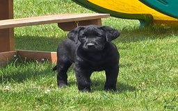 Labrador Retriever dogs for sale: Clover - Image 2