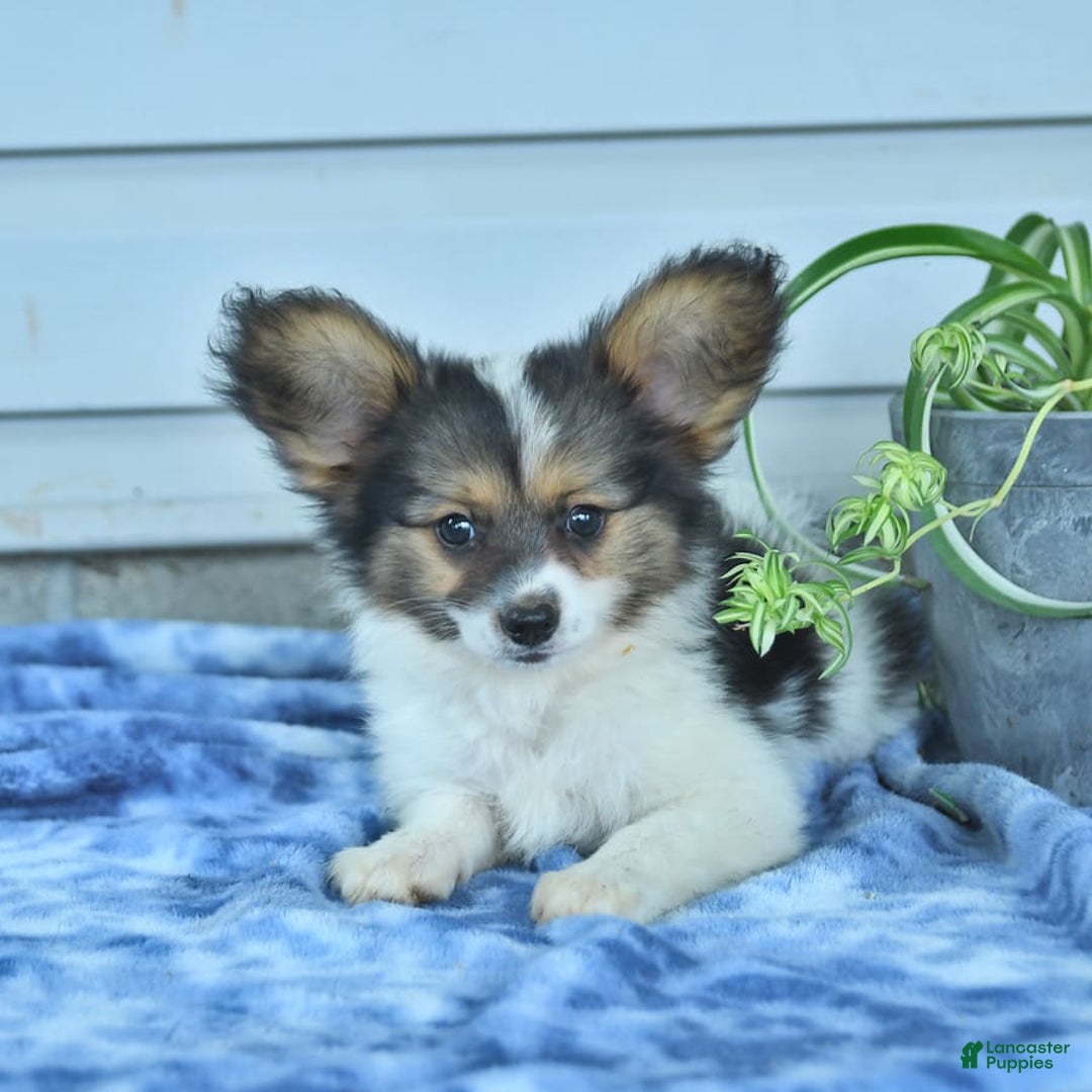 Papillon dogs for sale: Max - Image 6