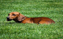 Miniature Dachshund dogs for sale: Elsa - Image 6