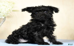 Yorkiepoo dogs for sale: Tristin - Image 6