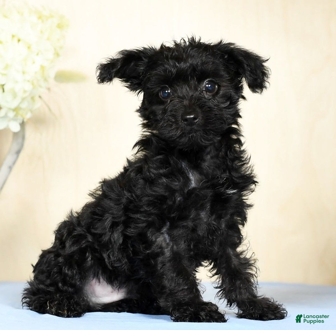 Yorkiepoo dogs for sale: Tristin - Image 6