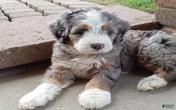 Mini Bernedoodle dogs for sale: Mia - Image 3