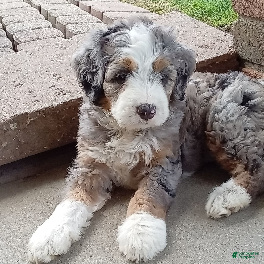 Mini Bernedoodle dogs for sale: Mia - Image 3