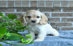 Cocker Spaniel dogs for sale: Jip - Image 1