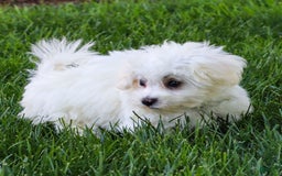 Maltese dogs for sale: Reign - Image 2