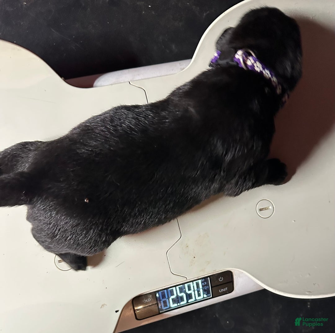 Cane Corso dogs for sale: ICCF Zara - Image 3