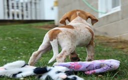 Beagle dogs for sale: Cookie - Image 11
