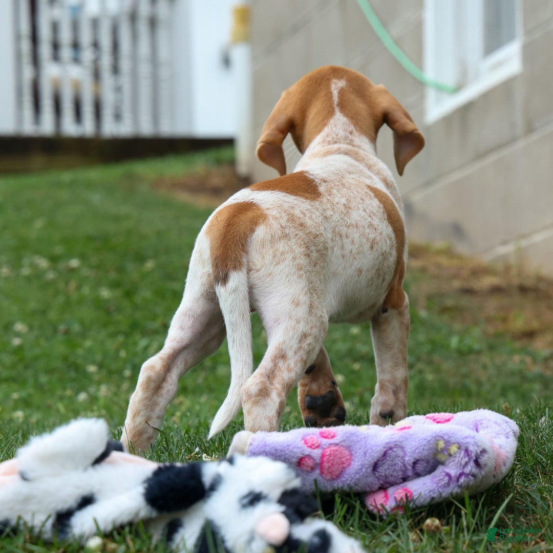Beagle dogs for sale: Cookie - Image 11