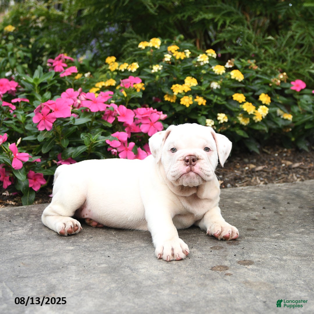 English Bulldog dogs for sale: Blossom - Image 4
