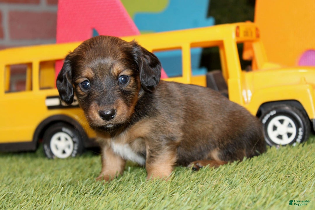 Dachshund dogs for sale: Idris - Image 2