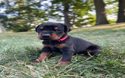 Doberman Pinscher dogs for sale: Dante - Image 5