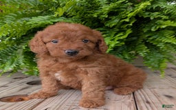 Mini Goldendoodle dogs for sale: Mini -lilly - Image 19