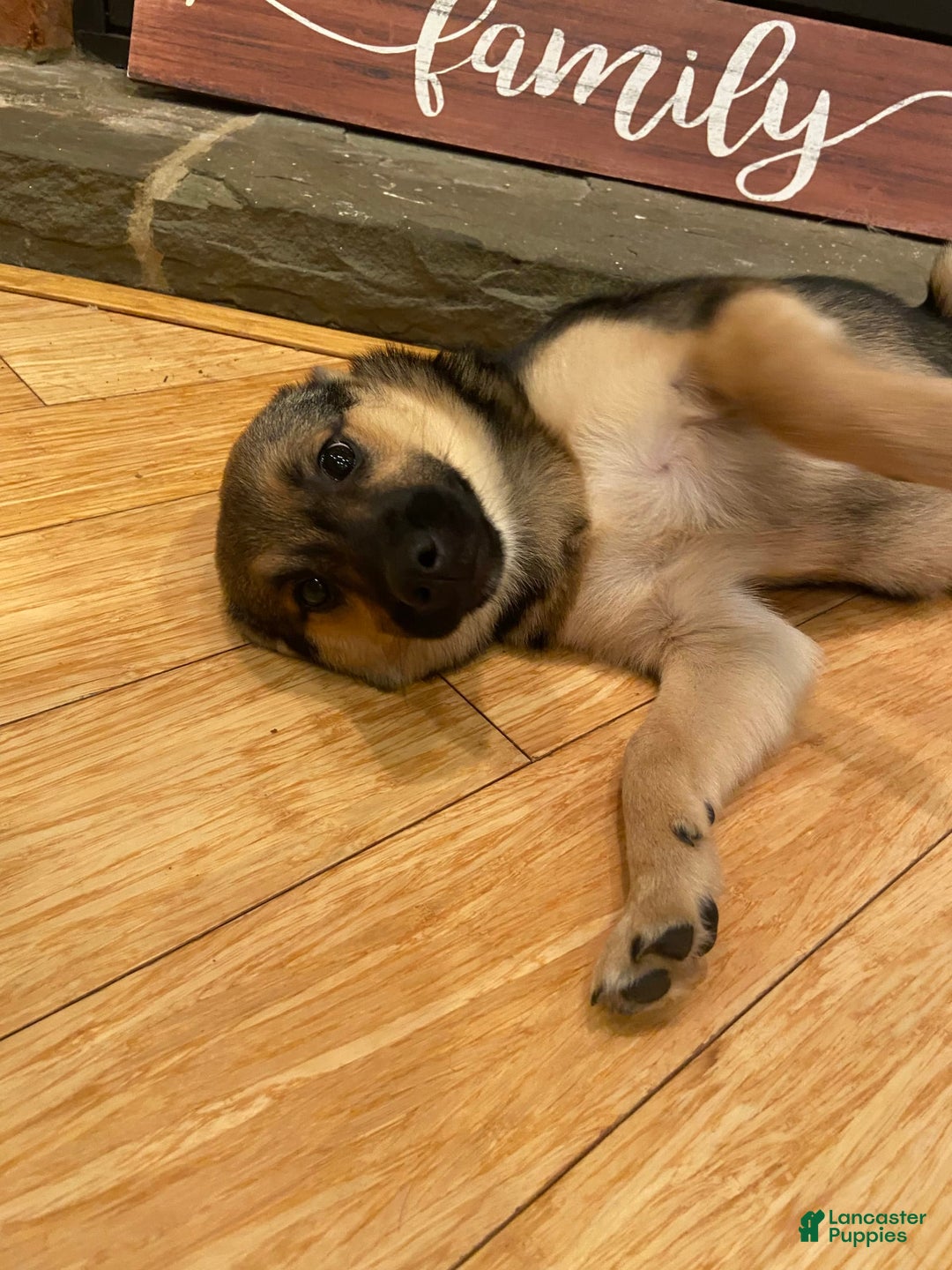 Keeshond dogs for sale: Winnie - Image 8