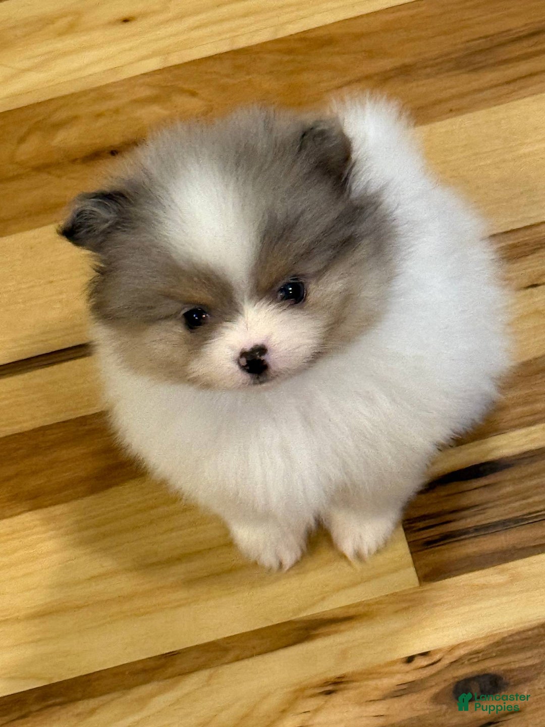 Pomeranian dogs for sale: Akc Madison - Listing for pets: Akc Madison - Image 3