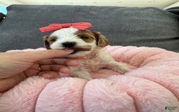 Mini Goldendoodle dogs for sale: Petite Elsa - Image 10