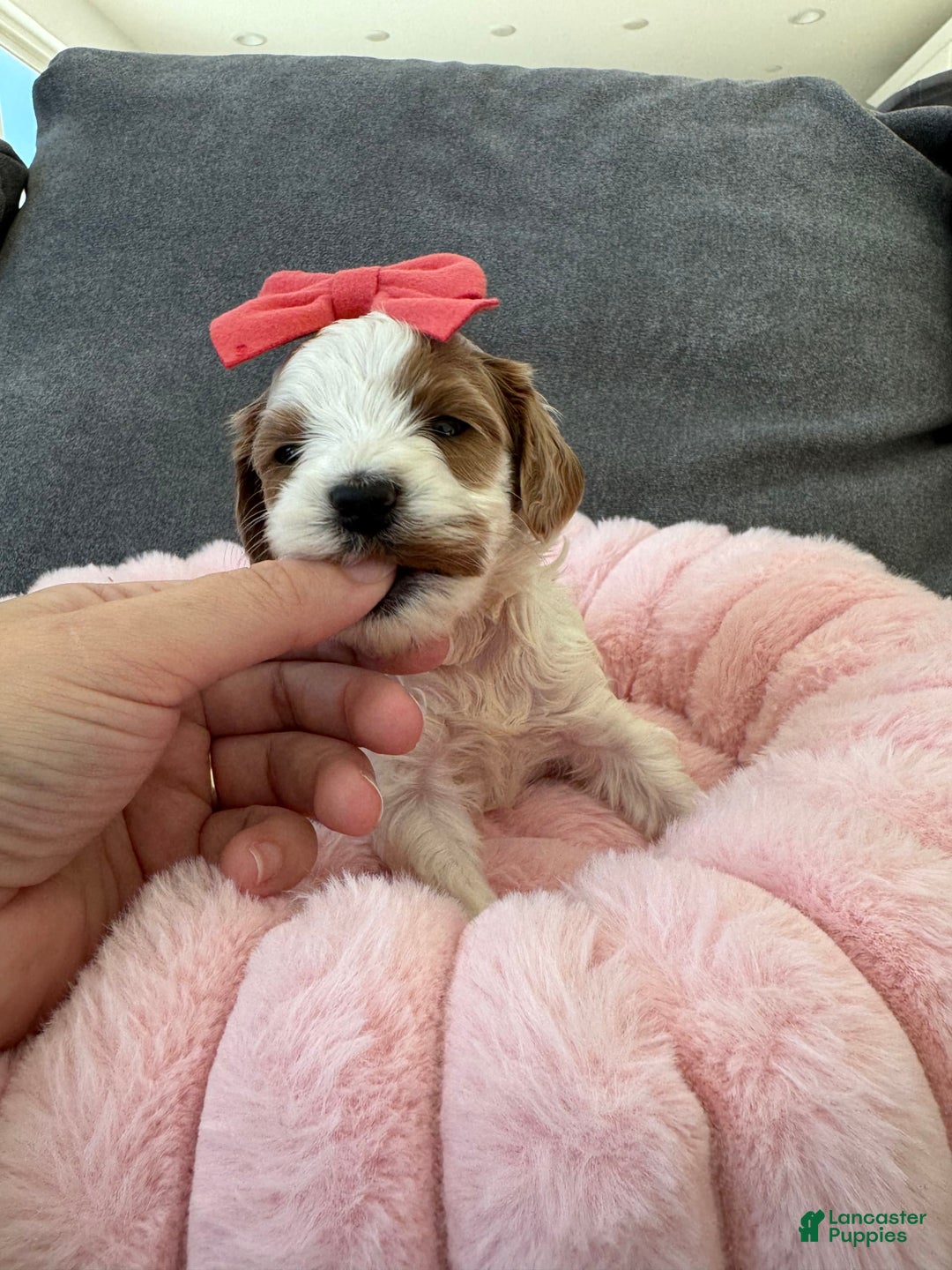 Mini Goldendoodle dogs for sale: Petite Elsa - Image 10