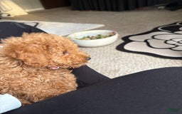 Toy Poodle dogs for sale: Silace - Image 9