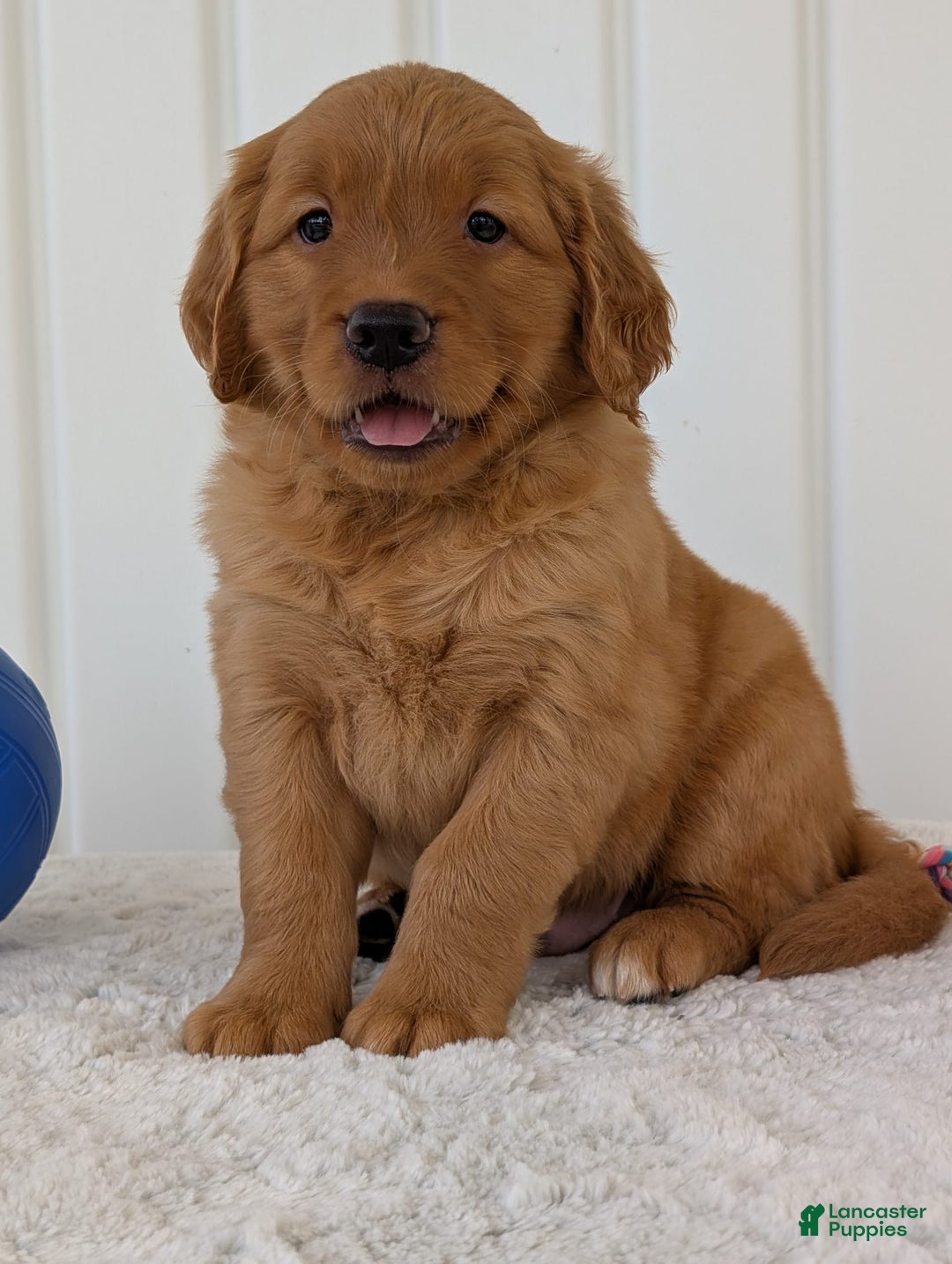 Golden Retriever dogs for sale: Parker - Image 9