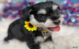 Miniature Schnauzer dogs for sale: BELLA - Image 10
