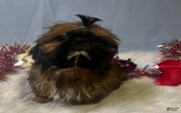 Shih Tzu dogs for sale: Butterfly Blue - Image 11