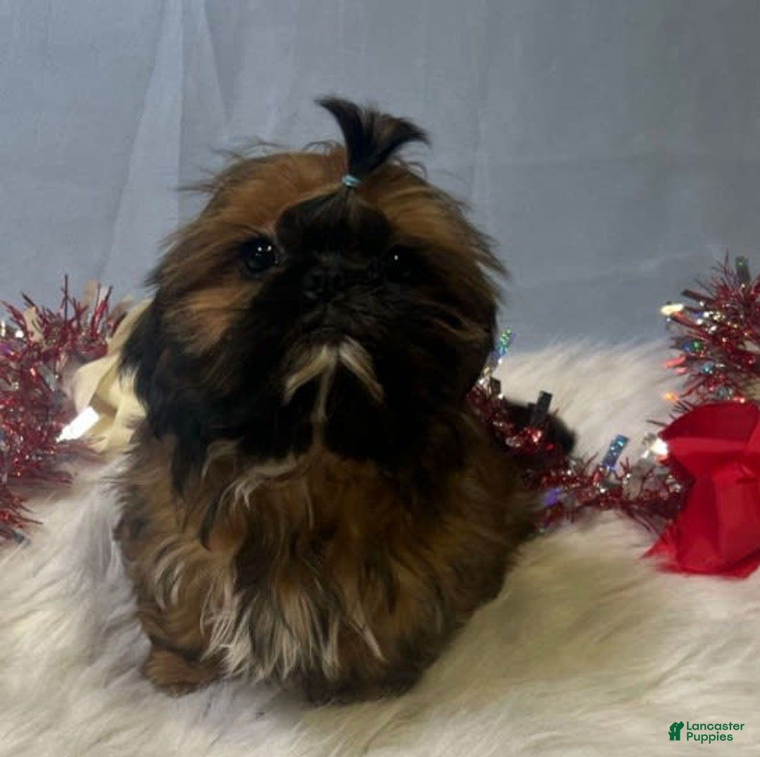 Shih Tzu dogs for sale: Butterfly Blue - Image 11