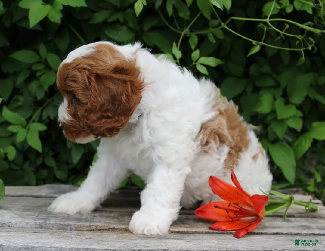 Cavapoo dogs for sale: Cavapoo 5 puppies - Image 18