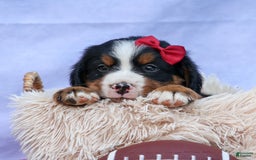 Bernese Mountain Dog dogs for sale: Simon - Image 7
