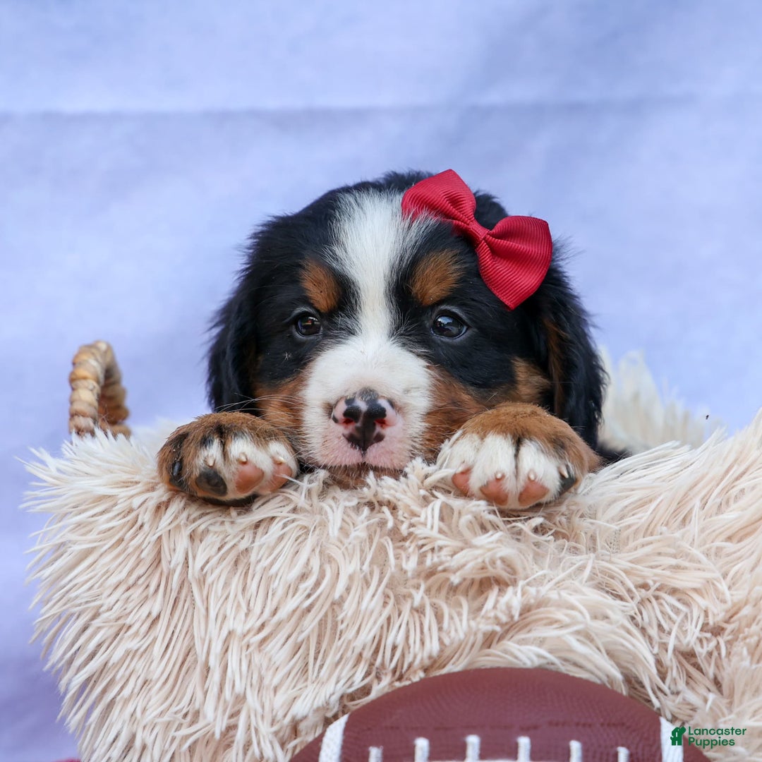 Bernese Mountain Dog dogs for sale: Simon - Image 7