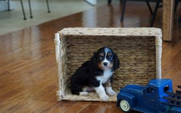 Cavalier King Charles Spaniel dogs for sale: Dylan - Image 6