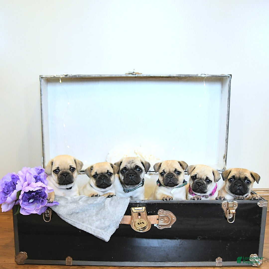 Jug dogs for sale: Cody - Image 1