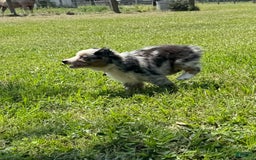 Miniature Australian Shepherd dogs for sale: F-green - Image 5