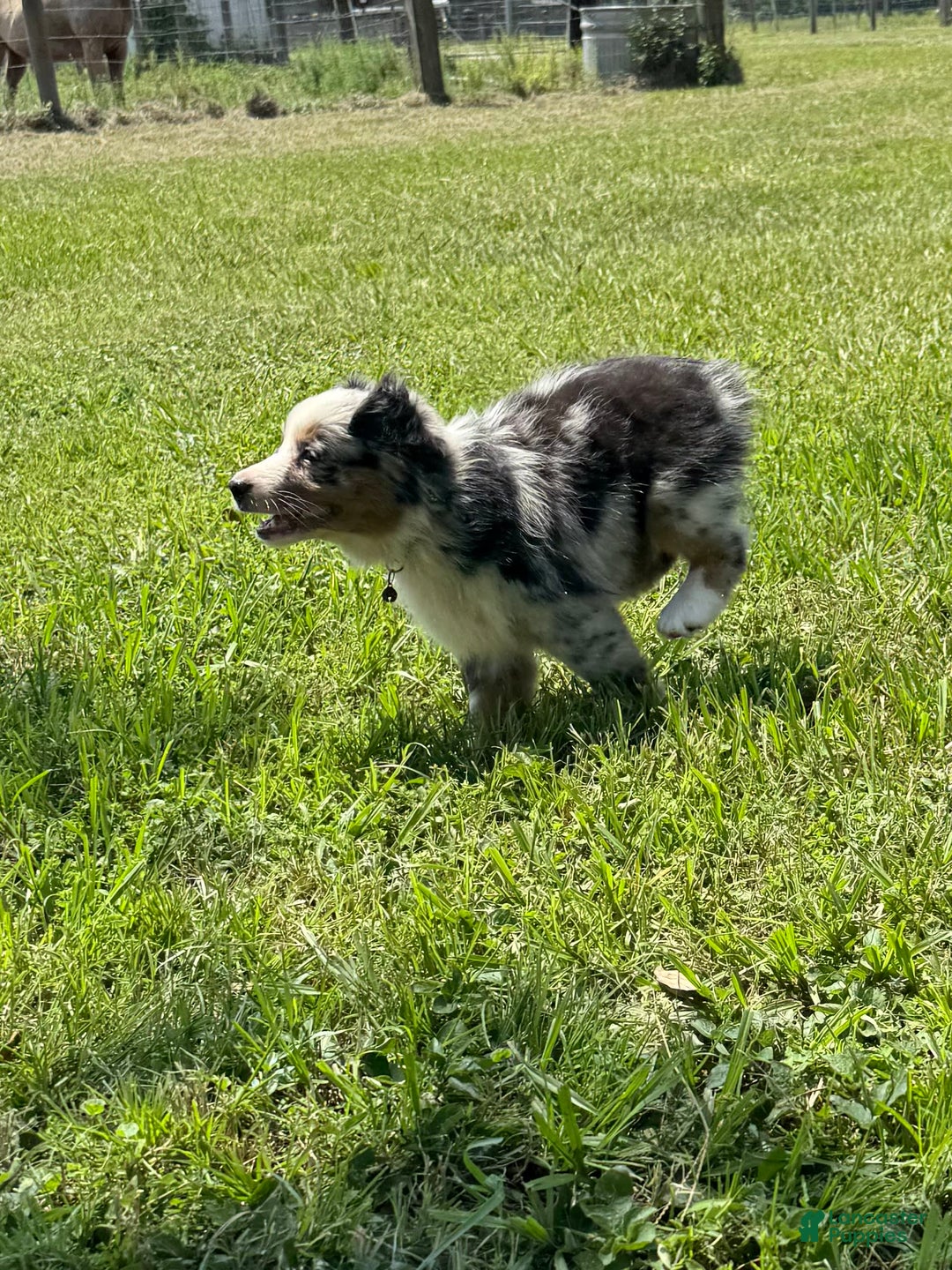 Miniature Australian Shepherd dogs for sale: F-green - Image 5