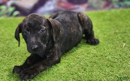 Catahoula Leopard Dog dogs for sale: Jesse 2025 Female 2 - Image 2