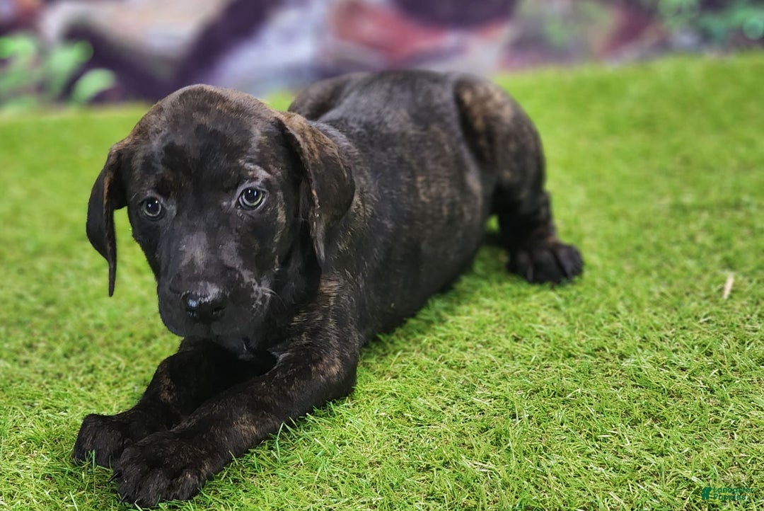 Catahoula Leopard Dog dogs for sale: Jesse 2025 Female 2 - Image 2