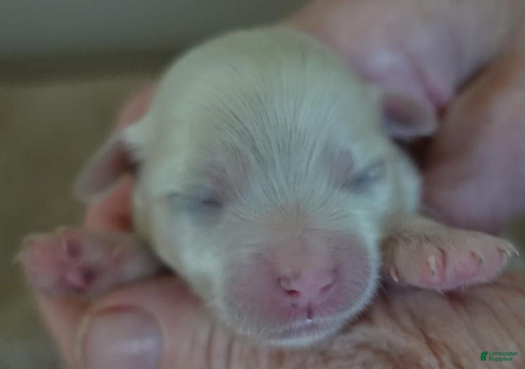Maltese dogs for sale: Titan - Image 1