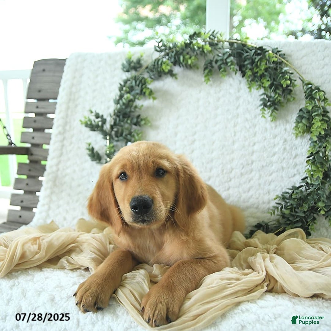 Golden Retriever dogs for sale: Adam - Image 14