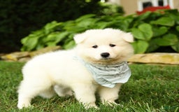 Samoyed dogs for sale: Liam - Image 4