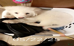 Great Pyrenees dogs for sale: Rocky - Image 4