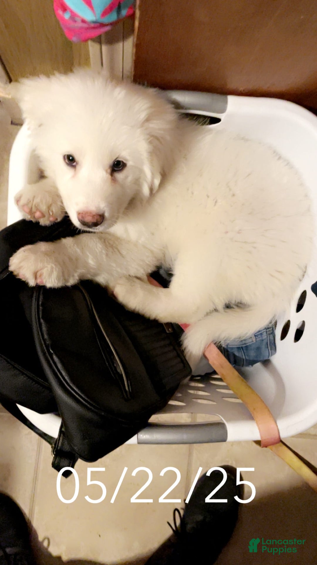 Great Pyrenees dogs for sale: Rocky - Image 4