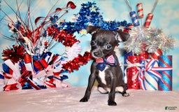 Chihuahua dogs for sale: Sullivan - Image 5