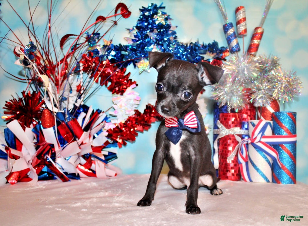 Chihuahua dogs for sale: Sullivan - Image 5