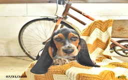 Basset Hound dogs for sale: Shannon - Image 16