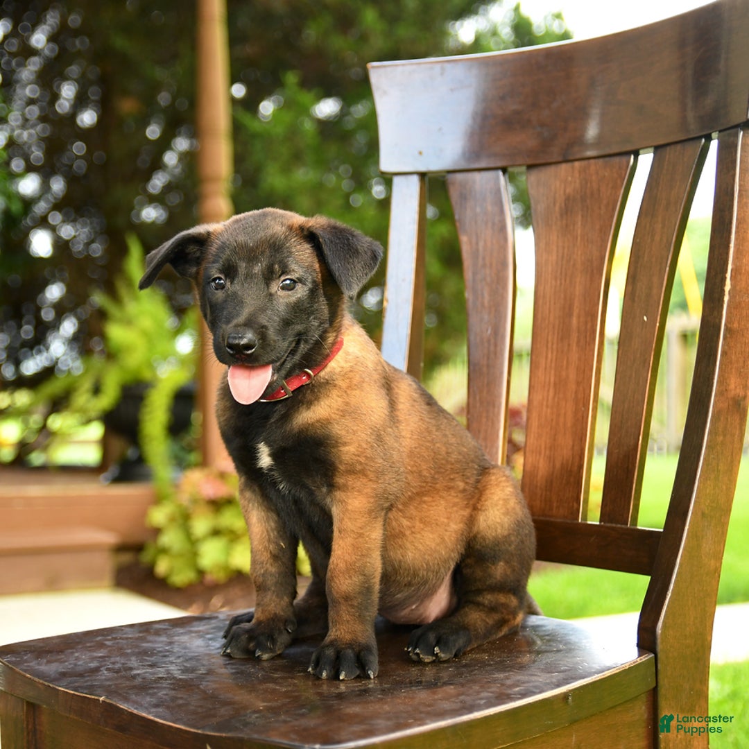 Belgian Malinois dogs for sale: Amber - Image 3