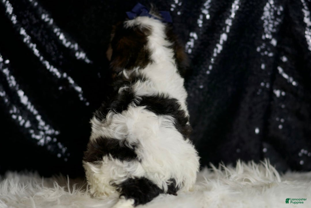 Cavapoo dogs for sale: Sammy - Image 3