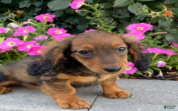 Dachshund dogs for sale: Dora - Image 10